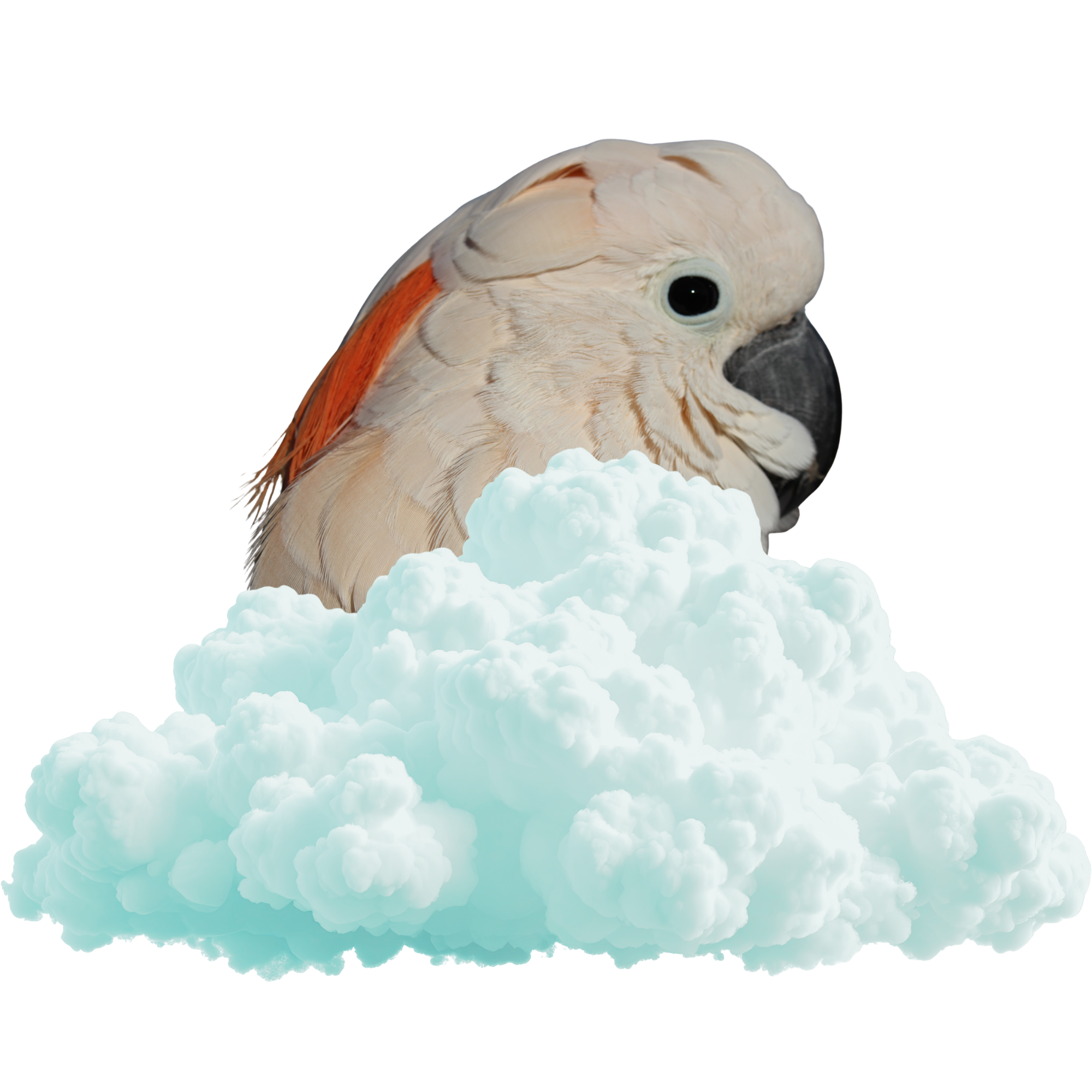 Angel — Rosemary's Moluccan Cockatoo