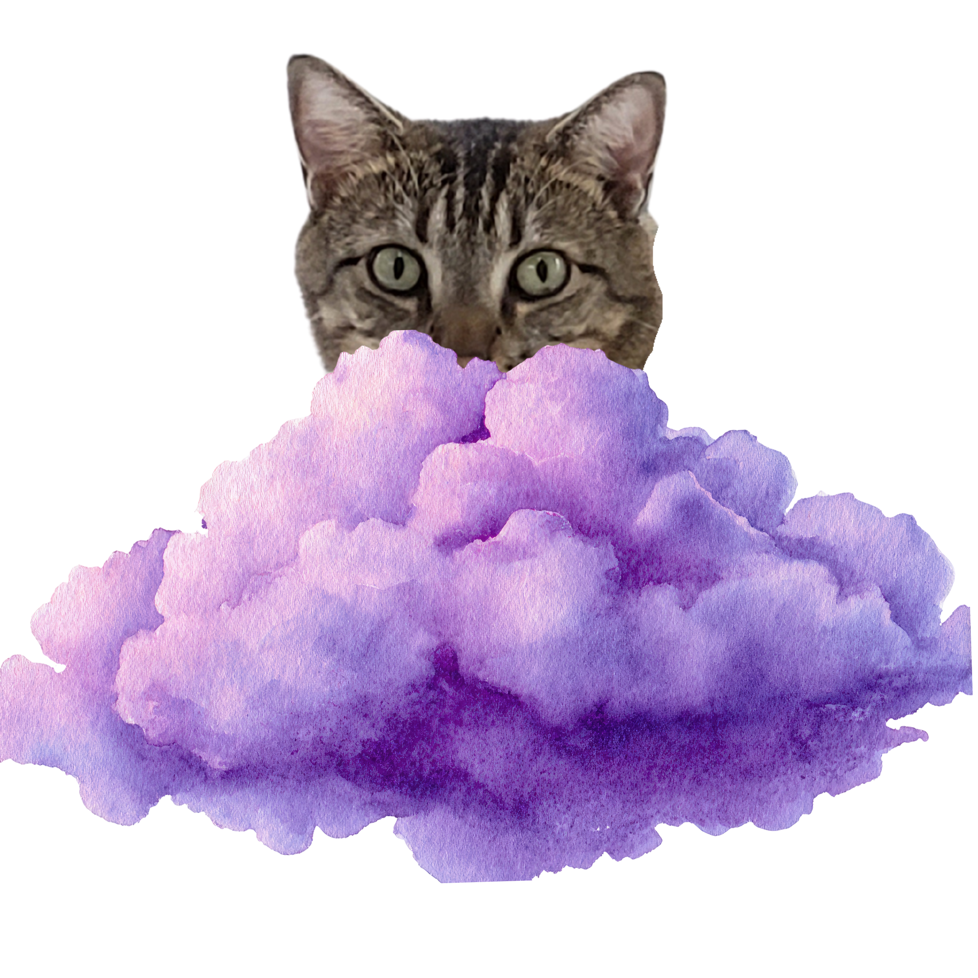 Sedona — Rosemary's healing kitty